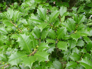 American holly leaves